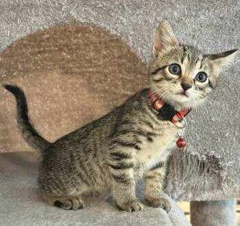 Sally -  Domestic Short Hair Cat for Adoption in Bossier City, Louisiana - Sally | PetCurious