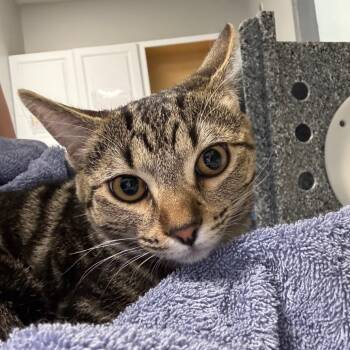 Charlie/Pearl -  Domestic Short Hair Cat for Adoption in Greenville, South Carolina - Charlie/Pearl | PetCurious