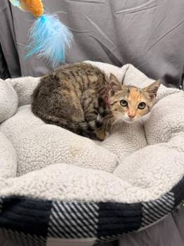 PICKLES -  Domestic Short Hair Cat for Adoption in Grovetown, Georgia - PICKLES | PetCurious