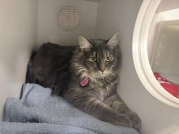ROSEY -  Domestic Medium Hair Cat for Adoption in Kent, Washington - ROSEY | PetCurious