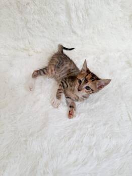 Torbie Cats Available for Adoption in New Orleans, Louisiana - Frizzle | PetCurious