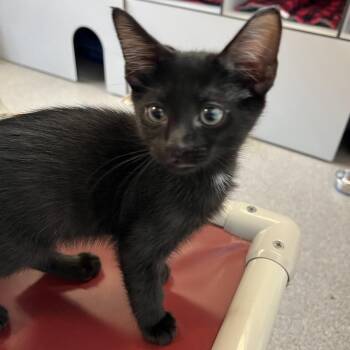 Zebra Cake -  Domestic Short Hair Cat for Adoption in Sarasota, Florida - Zebra Cake | PetCurious