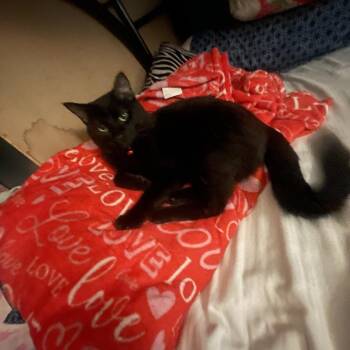Mr. Bean Keil -  Domestic Short Hair Cat for Adoption in St. Louis, Missouri - Mr. Bean Keil | PetCurious