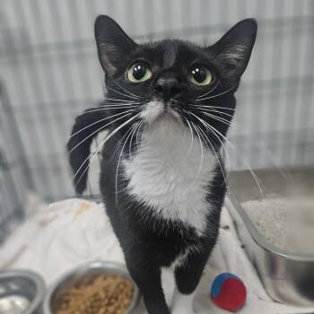 Windex -  Domestic Short Hair Cat for Adoption in Monticello, Iowa - Windex | PetCurious