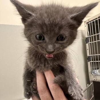 Bucket -  Domestic Short Hair Cat for Adoption in Wilmington, Delaware - Bucket | PetCurious