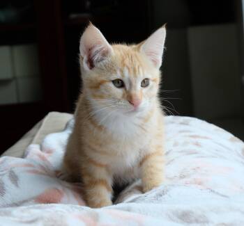 Oaken -  Domestic Short Hair Cat for Adoption in Portland, Oregon - Oaken | PetCurious