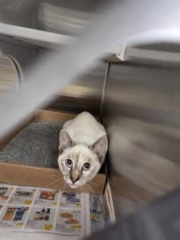 GOOBER -  Domestic Short Hair Cat for Adoption in St. Louis, Missouri - GOOBER | PetCurious