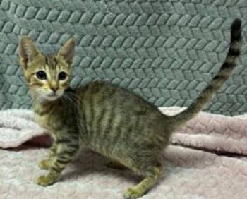Callahan -  Domestic Short Hair Cat for Adoption in Lampasas, Texas - Callahan | PetCurious