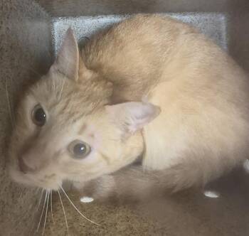 Fb-11/12 D -  Domestic Short Hair Cat for Adoption in Lawrenceville, Georgia - Fb-11/12 D | PetCurious