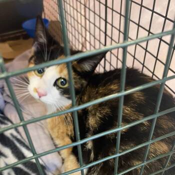 Talladega -  Domestic Short Hair Cat for Adoption in Lynchburg, Virginia - Talladega | PetCurious