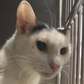 Cookie (fka Mom Cat Cronk) -  Domestic Short Hair Cat for Adoption in Marshall, Virginia - Cookie (fka Mom Cat Cronk) | PetCurious