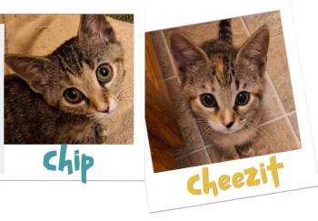 Rescue Domestic Short Hair Cats for Adoption in Little Mountain, South Carolina - Chip & Cheezit | PetCurious