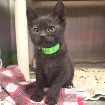 Domestic Short Hair Cats Available for Adoption in Fort Wayne, Indiana - Spot | PetCurious