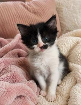 BLOOM -  Domestic Short Hair Cat for Adoption in San Antonio, Texas - BLOOM | PetCurious