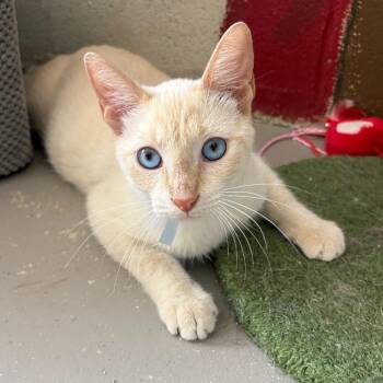 Coco (Coconut) -  Domestic Short Hair Cat for Adoption in Laredo, Texas - Coco (Coconut) | PetCurious