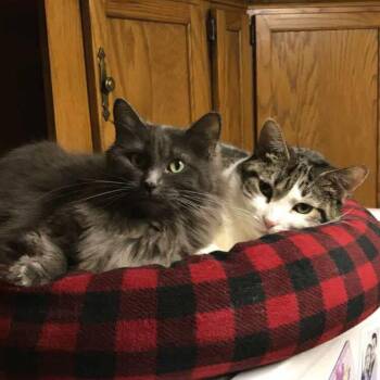 Rescue Domestic Long Hair Cats for Adoption in Mineral Point, Wisconsin - Elsa & Kora (Bonded Pair) | PetCurious