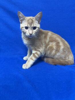 MJ -  Domestic Short Hair Cat for Adoption in Valdosta, Georgia - MJ | PetCurious
