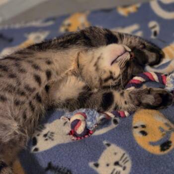 Rescue Domestic Short Hair Cats for Adoption in Madison, Wisconsin - Buzz | PetCurious