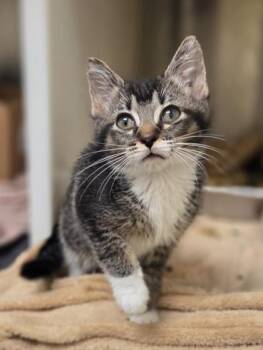 Domestic Short Hair Cats Available for Adoption in Westland, Michigan - Buoy | PetCurious