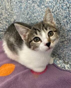 Raccoon -  Domestic Short Hair Cat for Adoption in Stafford, Virginia - Raccoon | PetCurious