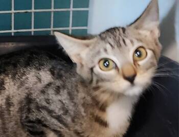 Rescue Domestic Short Hair Cats for Adoption in Town 