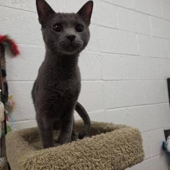 Nutmeg -  Domestic Short Hair Cat for Adoption in Las Vegas, Nevada - Nutmeg | PetCurious