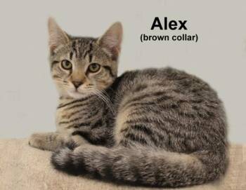 Alex Fuhr. (sweet brother of Antonio, Austin, & Alfonso) -  Domestic Short Hair and Tabby Cat for Adoption in Stowe, Pennsylvania - Alex Fuhr. (sweet Brother Of Antonio, Austin, & Alfonso) | PetCurious