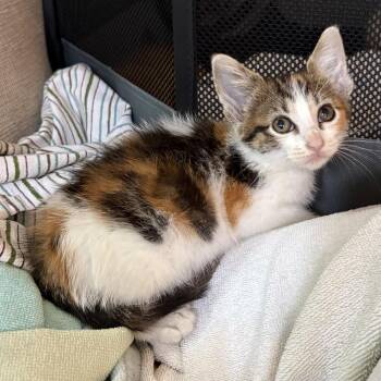 Brioche -  Domestic Short Hair Cat for Adoption in Chicago, Illinois - Brioche | PetCurious