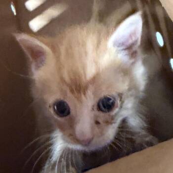 Mister -  Domestic Short Hair Cat for Adoption in Tampa, Florida - Mister | PetCurious