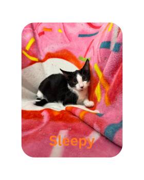 Sleepy -  Domestic Short Hair Cat for Adoption in Miami, Florida - Sleepy | PetCurious