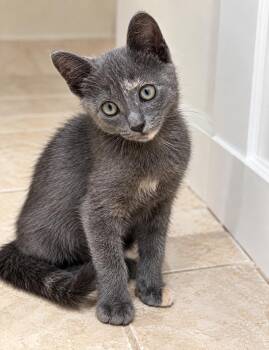 Chai -  Domestic Short Hair Cat for Adoption in Long Beach, California - Chai | PetCurious