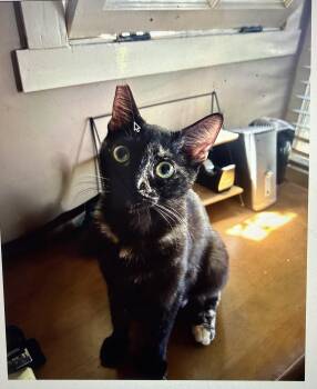 Domestic Short Hair Cats Available for Adoption in South Pasadena, California - Max | PetCurious