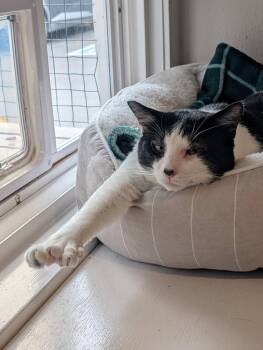 Domestic Short Hair Cats Available for Adoption in Vancouver, Washington - Toebias | PetCurious