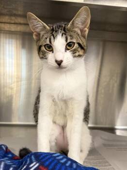 KIWI -  Domestic Short Hair Cat for Adoption in Houston, Texas - KIWI | PetCurious