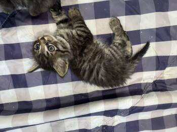 Clawdine Wolf -  Domestic Long Hair Cat for Adoption in Fruit Heights, Utah - Clawdine Wolf | PetCurious