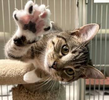 Parker -  Domestic Short Hair Cat for Adoption in Norwalk, Connecticut - Parker | PetCurious