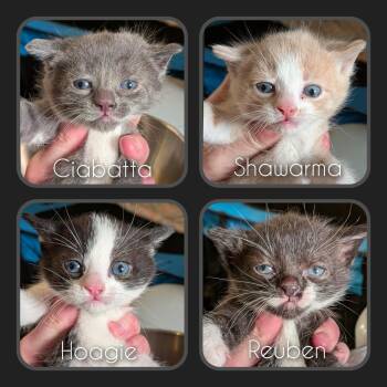 Domestic Short Hair Cats Available for Adoption - Hoagie | PetCurious