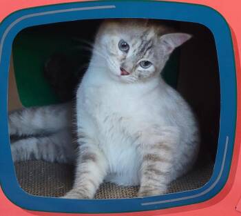 Tabby Cats Available for Adoption in Raymond, Washington - Sabe | PetCurious