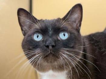 Nova -  Domestic Short Hair Cat for Adoption in Portland, Oregon - Nova | PetCurious