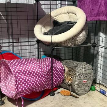Butch -  Domestic Short Hair Cat for Adoption in TIMBERCRK CYN, Texas - Butch | PetCurious