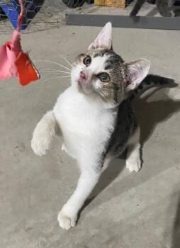 Domestic Short Hair Cats Available for Adoption in Metamora, Illinois - Dillon (aka Cooper)-Q | PetCurious