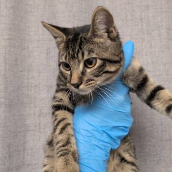 Schism -  Domestic Short Hair Cat for Adoption in Hattiesburg, Mississippi - Schism | PetCurious