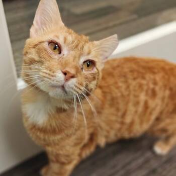 Luigi 2 -  Domestic Short Hair Cat for Adoption in Cumming, Georgia - Luigi 2 | PetCurious