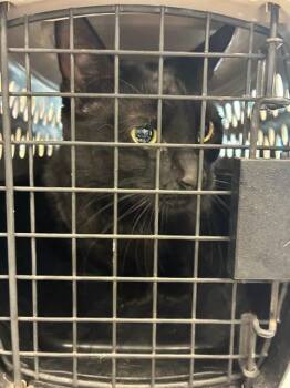 Domestic Short Hair Cats Available for Adoption in Palmetto, Florida - CLARA | PetCurious