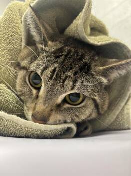BUTTERBALL -  Domestic Short Hair Cat for Adoption in Indianapolis, Indiana - BUTTERBALL | PetCurious
