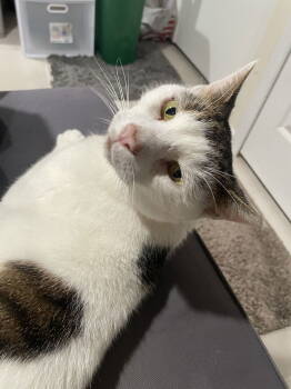 Rescue Domestic Short Hair Cats for Adoption in Greenwich Township, New Jersey - Clark | PetCurious