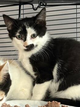 Addie -  Domestic Short Hair Cat for Adoption in Breinigsville, Pennsylvania - Addie | PetCurious
