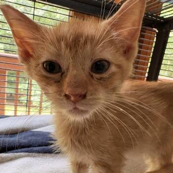Cheeto -  Domestic Short Hair Cat for Adoption in Waldorf, Maryland - Cheeto | PetCurious