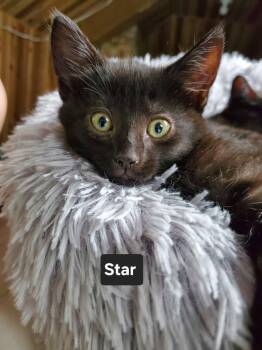 Star -  Domestic Short Hair Cat for Adoption in Winnipeg, Manitoba - Star | PetCurious