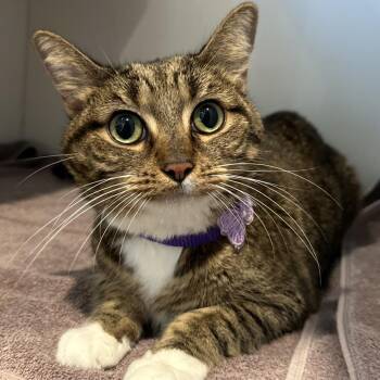 Ellie -  Domestic Short Hair Cat for Adoption in Chicago, Illinois - Ellie | PetCurious